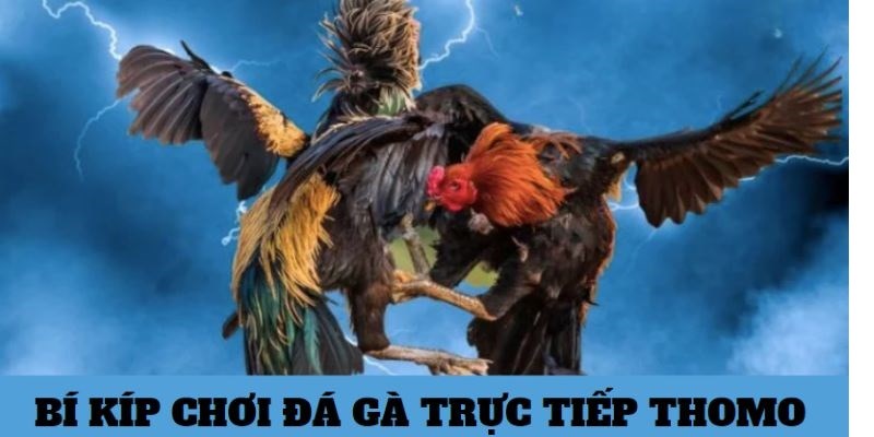 Các bí kíp chi dá gà trc tip Thomo chia s t siêu kê th