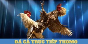 Dá gà trc tip Thomo ph bin và dc yêu thích