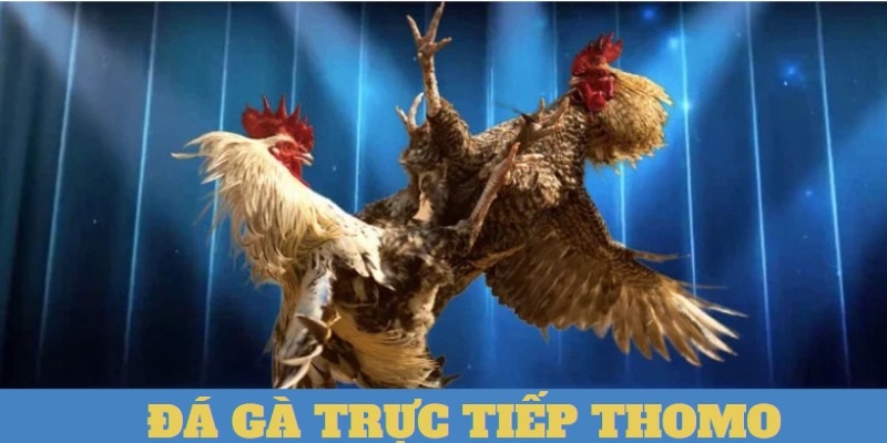 Dá gà trc tip Thomo ph bin và dc yêu thích