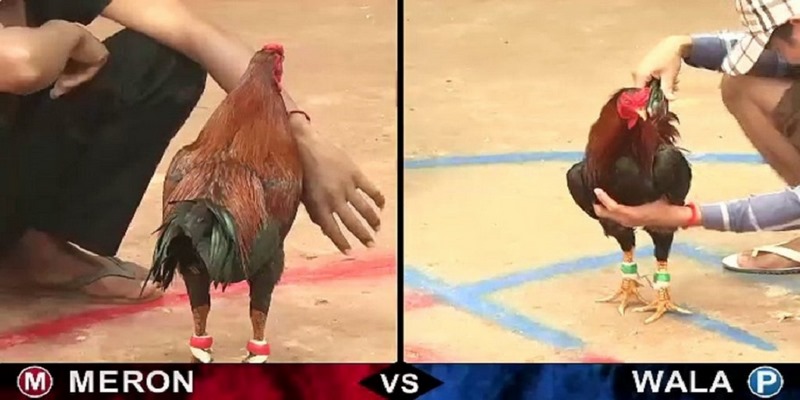 Tuyt chiêu chi dá gà ca cao th