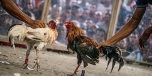 Hình thc cc dá gà ca dao ti gii C1