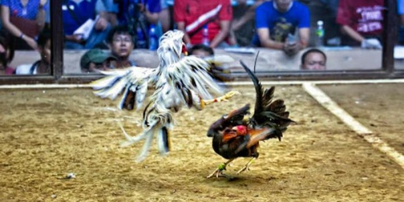 Gii dá gà C1 thu hút nhiu ngi tham gia theo d~oi