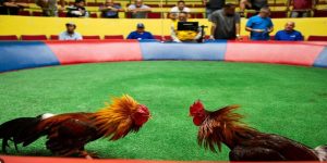 Dá gà trc tip C1 là loi hình gii trí dc nhiu ngi chi yêu thích