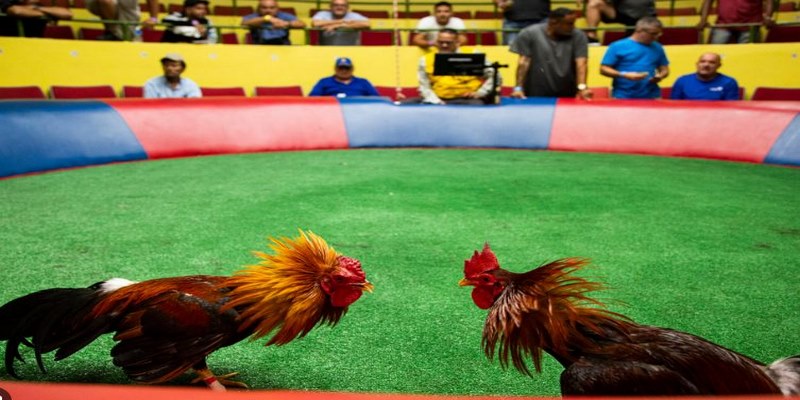 Dá gà trc tip C1 là loi hình gii trí dc nhiu ngi chi yêu thích