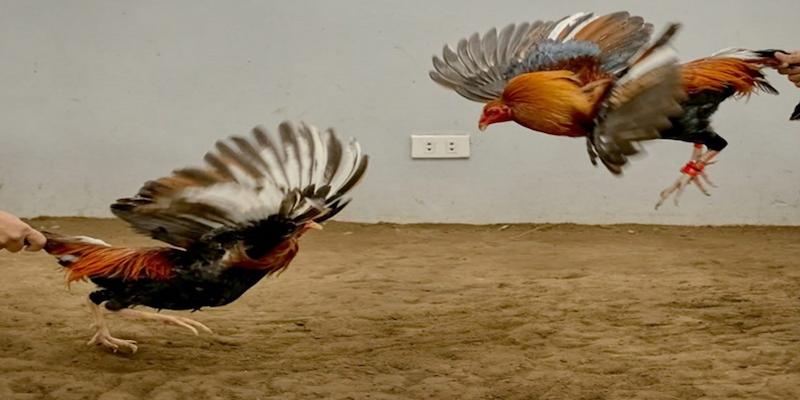 Hình nh trc tip dá gà ch^an thc