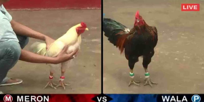 Trc tip dá gà có giao din sinh dng